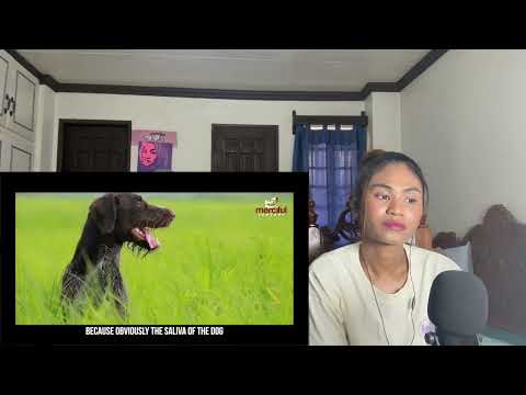 ARE DOGS HARAM? | Reaction