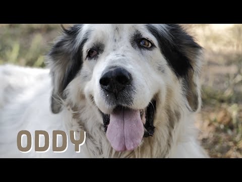 Oddie un pastore dei Pirenei atipico.