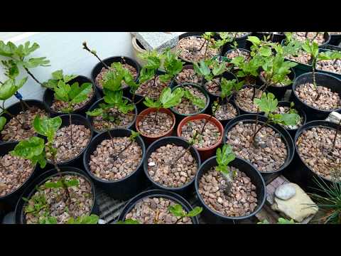 Feigen Sorten 2020. Digital Travel, Virtueller Rundgang, Online Tour Ficetum