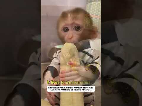 A baby monkey, orphaned, is raised by humans.#monkey #animals #rescue #lovestory