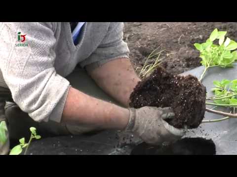 Fotograma del vídeo:  El cultivo del arándano en Asturias