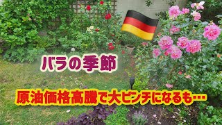 【ドイツ生活】庭のバラとルバーブのケーキ/ 原油価格高騰？冬の燃料は？ドイツの灯油市場~価格の乱高下に翻弄されない/ 買ってよかったキッチンワゴン #海外生活