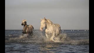 Camptown Races | Kids Songs | Instrumental Songs | Folk Songs | Fun Songs | Camp Town Races