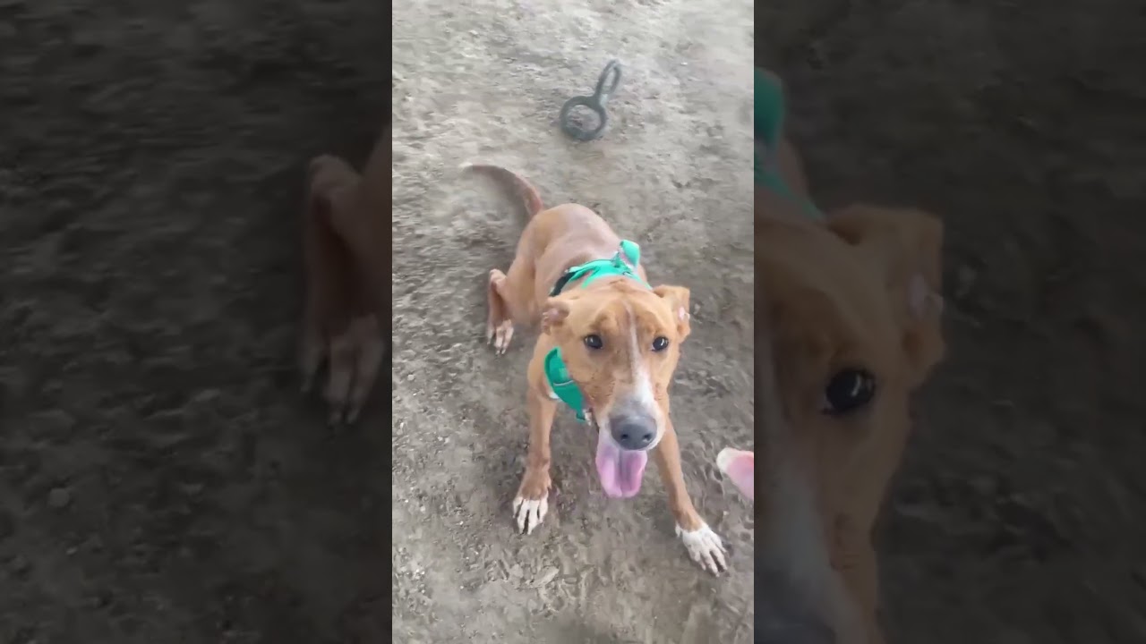 Enlarge Alvin, a Adopted mixed breed in Lake Charles, LA video 4/4