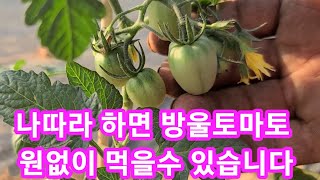 나따라 하시면 방울토마토 원없이 먹을수 있습니다 방울토마토 키우기,재배방법,곁순제거,지지대,모종심기 귀농귀촌…