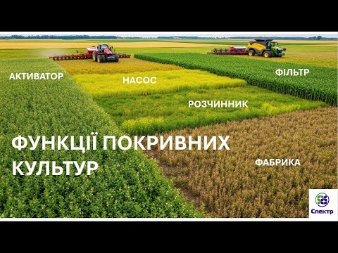 5 функцій покривних культур: чому покривні культури – це інвестиція в землю