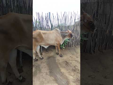Preços de parelhas em Quixaba-PE