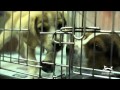 Cesar Millan - Pet Adoptathon PSA