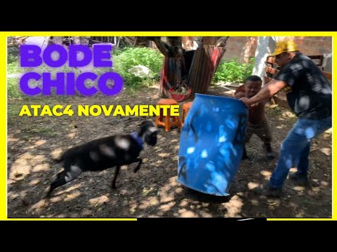 BODE CHICO QUASE ACABA COM BIRO E O ANÃO | NEGO BIRO OFICIAL | CANAL DO NEGO BIRÓ