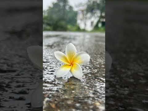 Natural buty of flowers