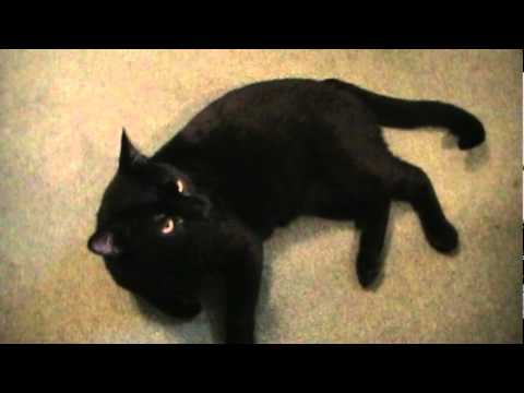 Talking Kitty Cat 7 - Learning To speak