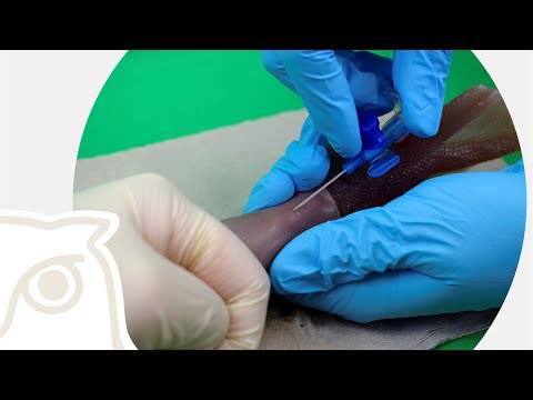 CSL: Legen eines peripheren Venenverweilkatheters (PVK) bei der Gans