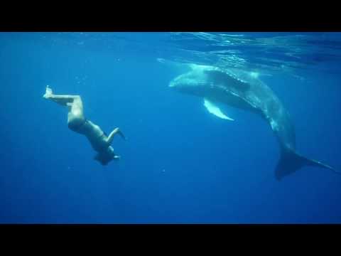 Mauritiuksen koralliriutan tyrskyt, delfiinit ja valaat Sirpa Rydman Show Syksy 2017.