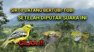 Download lagu Suara Sirtu Alam Asli untuk Pikat Burung Sirtu Yang Susah Turun. mp3