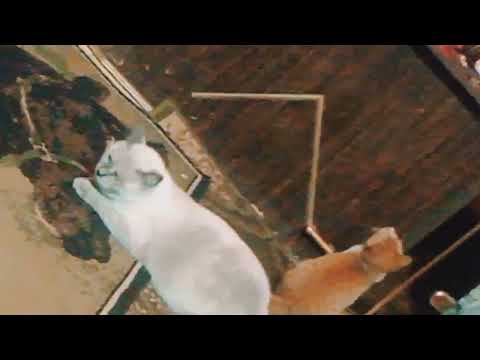 شوفو مشمش عمل ايه في المكتبة🤣🤣