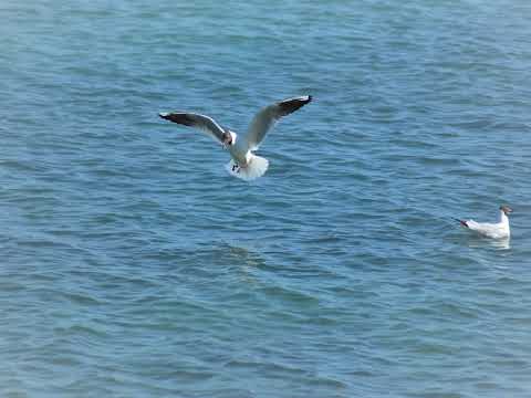 1. Hipnoza Regresiva ezoterica si curatare Dora