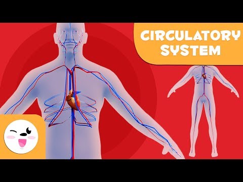 The Circulatory System - Learning the Human Body