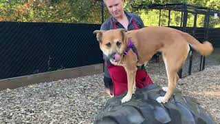 Video of Kona