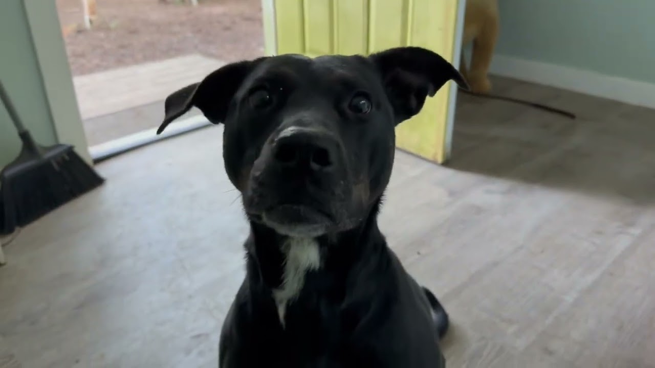 Charlotte (I Have a Secret Crush!), a Adoptable mixed breed in Decatur, GA video 6/6