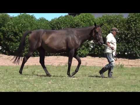 Lote DE ANDY