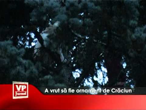 A vrut să fie ornament de Crăciun