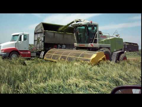 Quickcut 580 working in wheat