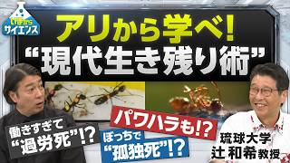 【アリから学ぶ処世術】アリ社会にも過労死やパワハラがあった！ 琉球大学 辻和希教授【いまからサイエンス】