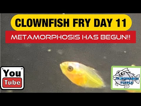 CLOWNFISH FRY DAY 11 POST HATCH METAMORPHOSIS HAS BEGUN!!