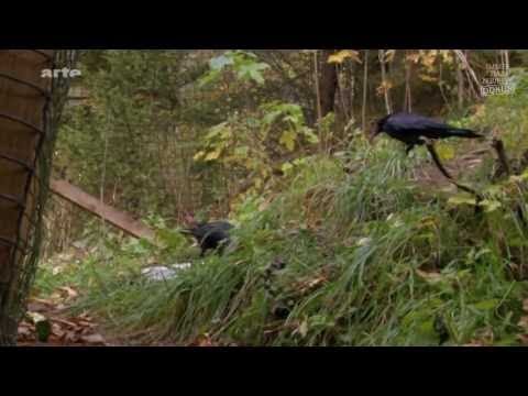 ᴴᴰ Raben - Unterschätzte Genies (Doku)