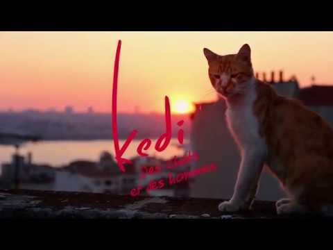 Bande-annonce KEDI DES CHATS ET DES HOMMES, en salles le 27 décembre 2017