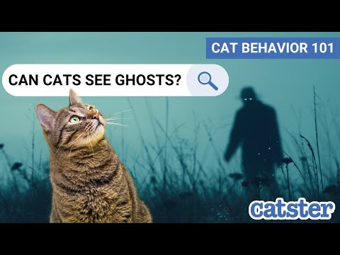 CAT BEHAVIOR 101: Can Cats See Ghosts & Spirits? (why cats stare at nothing) | Excited Cats