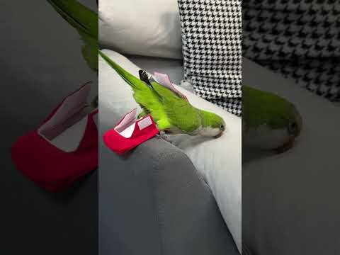 I was caught again to change the diaper. I raised the parrot by hand. Parrot diapers. Parrot