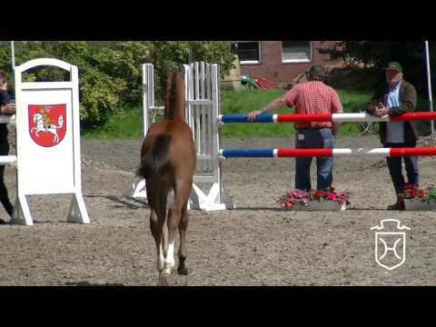 HEI031CH Hengstfohlen von Casall   Cassini I   Barinello