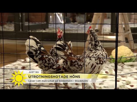 , title : 'Utrotningshotade höns "De har funnits i 3.000 år" - Nyhetsmorgon (TV4)'