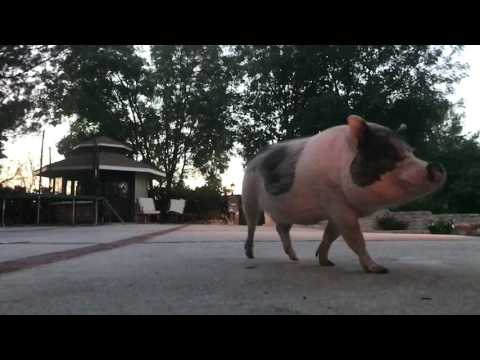 Lucy and Ricky chariots of fire