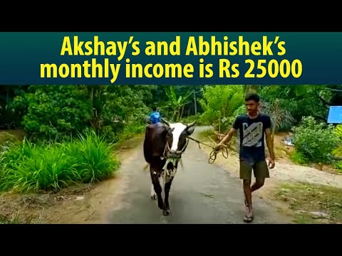 Nine cows in a small farm. The young siblings earn Rs...