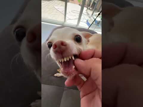 Do you like the Kuchi Kuchi????