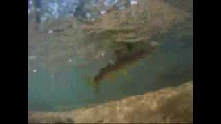 preview picture of video 'GoPro Trout Fishing'