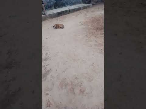 Meu interior, Escondido município de Nazaré do Piauí ♥️ #videoviralyoutubeshorts