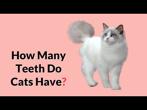 Your Cat's Teeth Explained!