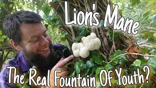 Lion's Mane - Is The Fountain Of Youth Hidden Within A Mushroom? 🍄🧠