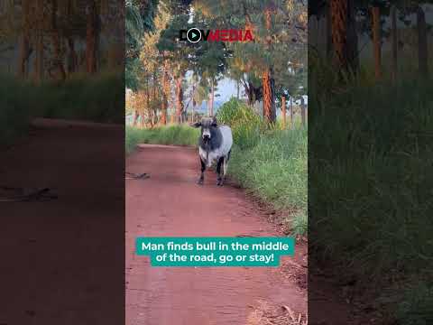 Man finds bull in the middle of the road, go or stay! 😮🐮