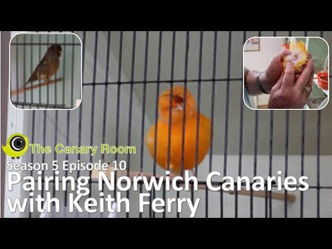 , title : 'The Canary Room Season 5 Episode 10 - Pairing Norwich Canaries with Keith Ferry'