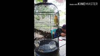 Download lagu Tips perawatan love bird betina tek tek dari mr. Oong dr team lakon rabi keri mp3