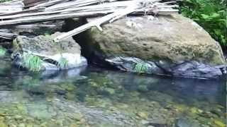 Mill Creek 2nd Trout Spot