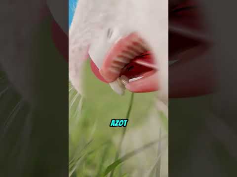 Tavşanlar Neden Sürekli Ot Çiğnemek Zorundadır? 🌾