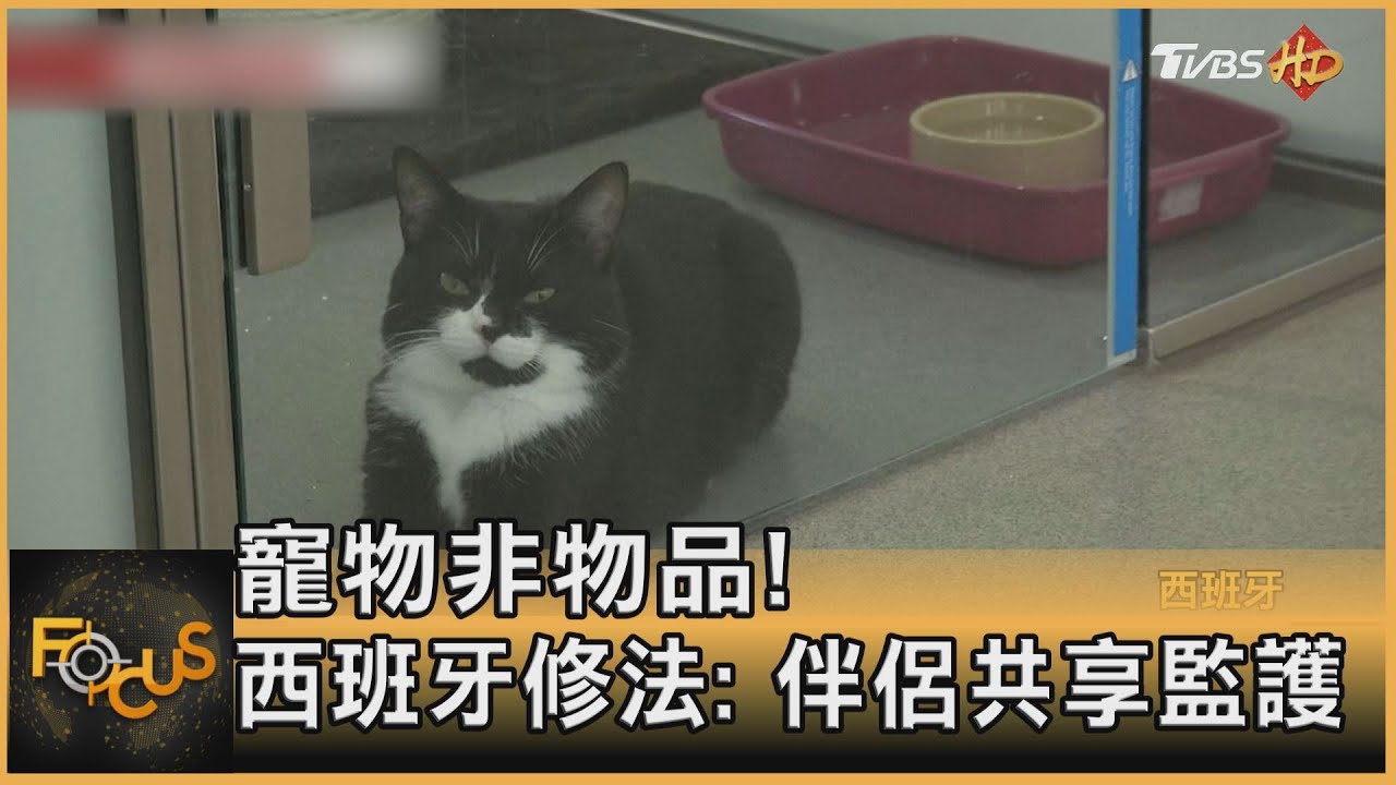 寵物非物品!西班牙修法:伴侶共享監護