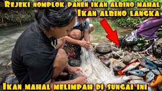 Download lagu Expensive Albino Fish Scattered in the River Auto Harvest mp3 Download lagu Expensive Albino Fish Scattered in the River Auto Harvest mp3