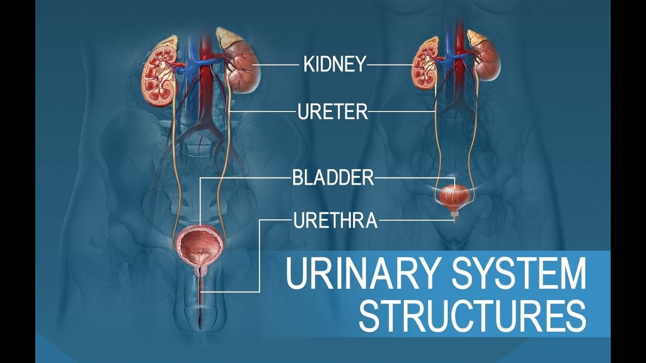 Anatomy and Physiology of Urinary System