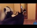 Хаски Шегги и его любимая песня 